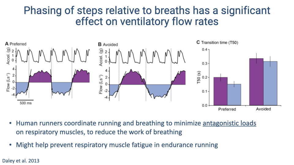 Slide titled "Phasing of steps relative to breaths has a significant effect on ventilatory flow rates." Three panels from Daley et al. 2013. Panel A (Preferred): acceleration trace and ventilatory flow during a preferred coupling phase — heel strikes (dashed lines) are timed to the mid-breath period, and flow transitions between inhalation and exhalation are smooth. Panel B (Avoided): same runner using a non-preferred (avoided) phase — heel strikes coincide with flow transitions, causing larger antagonistic perturbations and disrupted flow. Panel C: bar graph of transition time (T50, in seconds) comparing preferred (~0.2 s) and avoided (~0.35 s) phases for both inspiration and expiration. The avoided phase significantly increases the time needed to transition between breathing phases. Bullet points state: human runners coordinate running and breathing to minimize antagonistic loads on respiratory muscles, to reduce the work of breathing; this might help prevent respiratory muscle fatigue in endurance running.