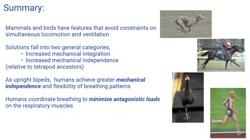 Slide titled "Summary" with four bullet points and photos of a cheetah, racehorse, ostrich, and human runner. Text states: (1) Mammals and birds have features that avoid constraints on simultaneous locomotion and ventilation; (2) Solutions fall into two general categories — increased mechanical integration and increased mechanical independence (relative to tetrapod ancestors); (3) As upright bipeds, humans achieve greater mechanical independence and flexibility of breathing patterns; (4) Humans coordinate breathing to minimize antagonistic loads on the respiratory muscles.