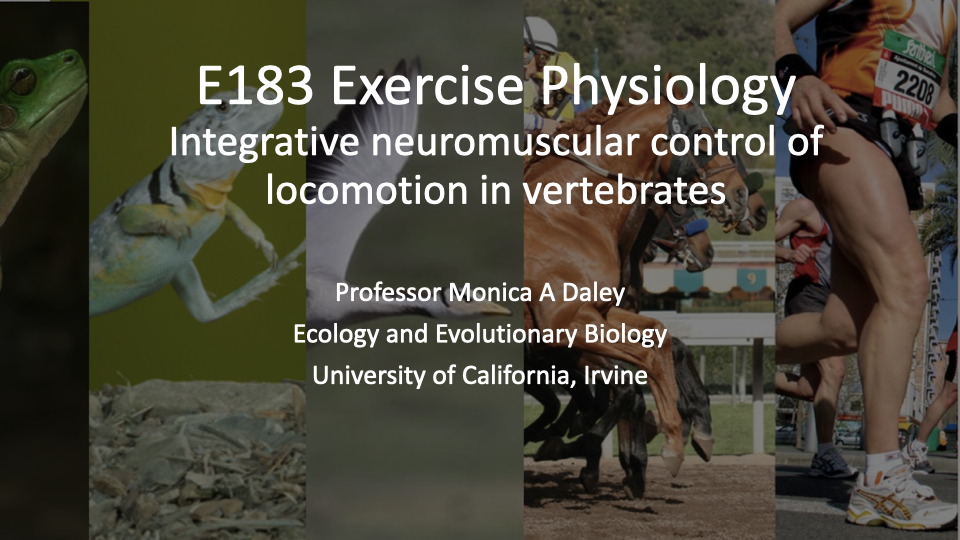 Title slide for E183 Exercise Physiology showing the subtitle "Integrative neuromuscular control of locomotion in vertebrates" by Professor Monica A. Daley, Ecology and Evolutionary Biology, University of California, Irvine. Background collage features photos of diverse animals and a human runner.
