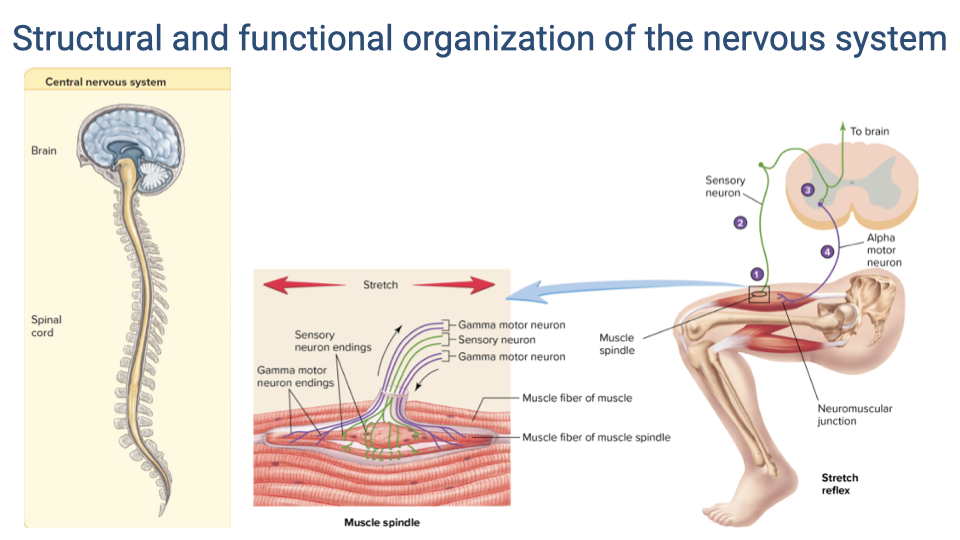 Slide titled "Structural and functional organization of the nervous system." Left shows a diagram of the central nervous system (brain and spinal cord). Center shows a detailed view of a muscle spindle with sensory neuron endings, gamma motor neuron endings, sensory neurons, and muscle fibers of the spindle. Right shows a diagram of the stretch reflex arc: a sensory neuron from the muscle spindle projects to the spinal cord and synapses with an alpha motor neuron, which innervates extrafusal muscle fibers. A connection to the brain is also shown. An illustration of a leg with the knee-jerk reflex demonstrates the concept.