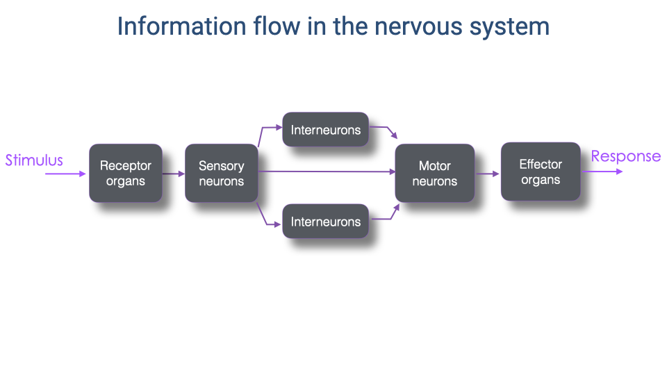Flow diagram showing the general pathway of information through the nervous system: Stimulus → Receptor organs → Sensory neurons → two parallel pathways through Interneurons → Motor neurons → Effector organs → Response. The diagram shows that sensory information can be processed through one or more sets of interneurons before reaching motor neurons.