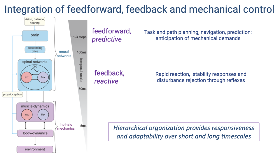 Hierarchical diagram of locomotor control showing three levels across different timescales. At the top, the brain receives inputs from vision, balance, and hearing, and provides descending drive to spinal networks over timescales of 1–3 steps (~100 ms). This is labeled "feedforward, predictive" and handles task and path planning, navigation, prediction, and anticipation of mechanical demands. In the middle, spinal networks contain a central pattern generator (CPG) with extensor and flexor components, operating at ~30 ms timescales. This is labeled "feedback, reactive" and provides rapid reaction, stability responses, and disturbance rejection through reflexes. At the bottom, muscle dynamics (extensor and flexor) interact with body dynamics and the environment at ~5 ms timescales via intrinsic mechanics. Proprioception feeds back from muscles to spinal networks. A box states: "Hierarchical organization provides responsiveness and adaptability over short and long timescales."