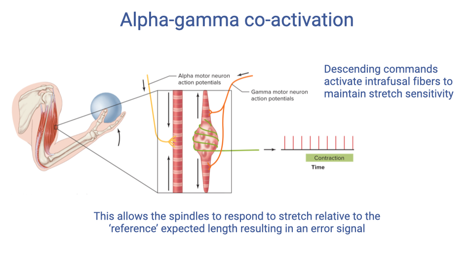 Slide titled "Alpha-gamma co-activation." Diagram shows a muscle with intrafusal fibers (muscle spindle) receiving both alpha motor neuron action potentials (which drive extrafusal muscle contraction) and gamma motor neuron action potentials (which contract the intrafusal fibers). Right side text states: "Descending commands activate intrafusal fibers to maintain stretch sensitivity." Below: "This allows the spindles to respond to stretch relative to the 'reference' expected length resulting in an error signal."