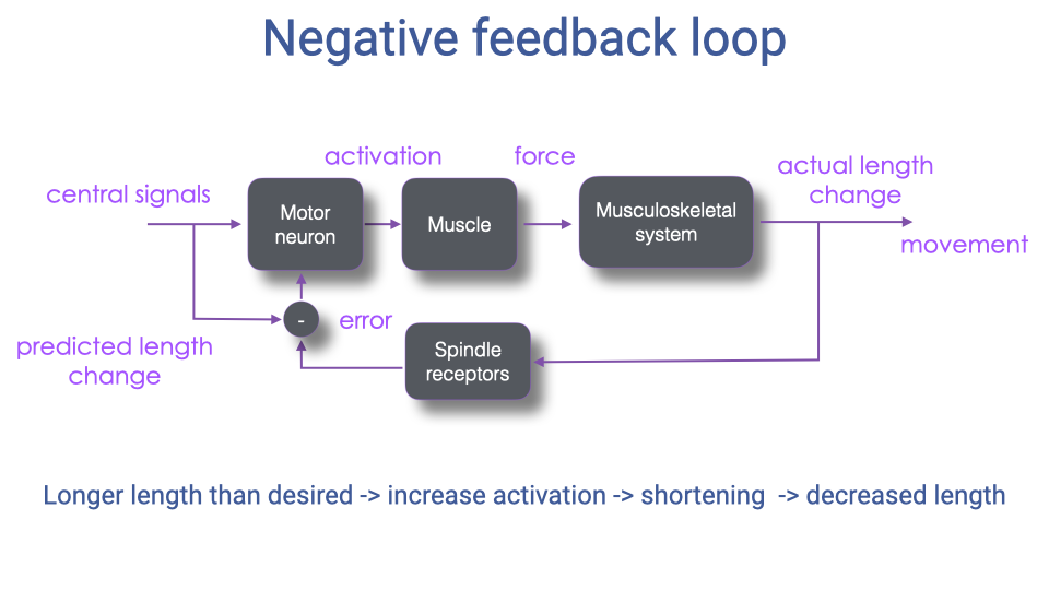 Block diagram of a negative feedback loop for muscle length control. Central signals feed into a motor neuron, which activates the muscle, producing force that acts on the musculoskeletal system, resulting in actual length change and movement. Spindle receptors detect the actual length change and compare it to the predicted length change, generating an error signal that feeds back to the motor neuron (subtraction). Below: "Longer length than desired → increase activation → shortening → decreased length."
