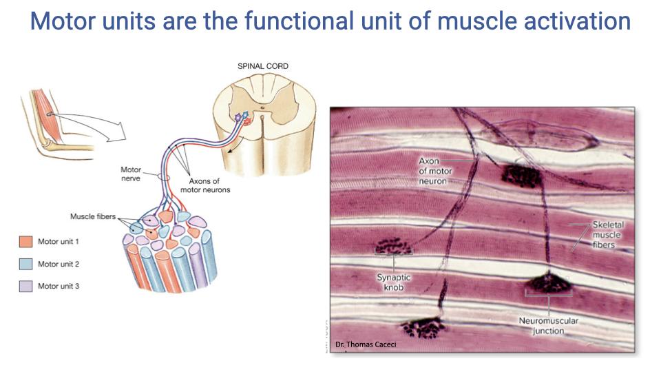 Slide titled "Motor units are the functional unit of muscle activation." Left shows a diagram of the spinal cord with motor nerve axons branching to innervate groups of muscle fibers, color-coded by motor unit (Motor unit 1 in red, Motor unit 2 in blue, Motor unit 3 in yellow). The fibers of each motor unit are distributed throughout the muscle. Right shows a histological image of skeletal muscle with labeled axon of motor neuron, synaptic knob, neuromuscular junction, and skeletal muscle fibers. Credit: Dr. Thomas Caceci.