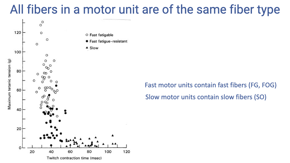 Scatter plot with twitch contraction time (ms) on the x-axis (20–120 ms) and maximum tetanic tension (g) on the y-axis (0–140 g). Three groups are shown: fast fatigable (open circles, high force, short contraction time ~25–50 ms, up to 130 g), fast fatigue-resistant (filled circles, intermediate force ~10–70 g, contraction time ~30–55 ms), and slow (triangles, low force ~2–15 g, long contraction time ~60–110 ms). Text notes: "Fast motor units contain fast fibers (FG, FOG). Slow motor units contain slow fibers (SO)."