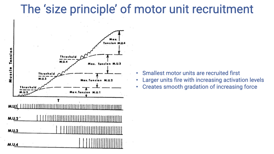 Slide titled "The 'size principle' of motor unit recruitment." Left shows a graph of muscle tension increasing in steps as successively larger motor units (M.U.1 through M.U.4) are recruited, each with a higher threshold and greater maximum tension. Below, firing patterns show M.U.1 activating first with high-frequency firing, followed by M.U.2, M.U.3, and M.U.4 as activation level increases. Bullet points: smallest motor units are recruited first; larger units fire with increasing activation levels; creates smooth gradation of increasing force.