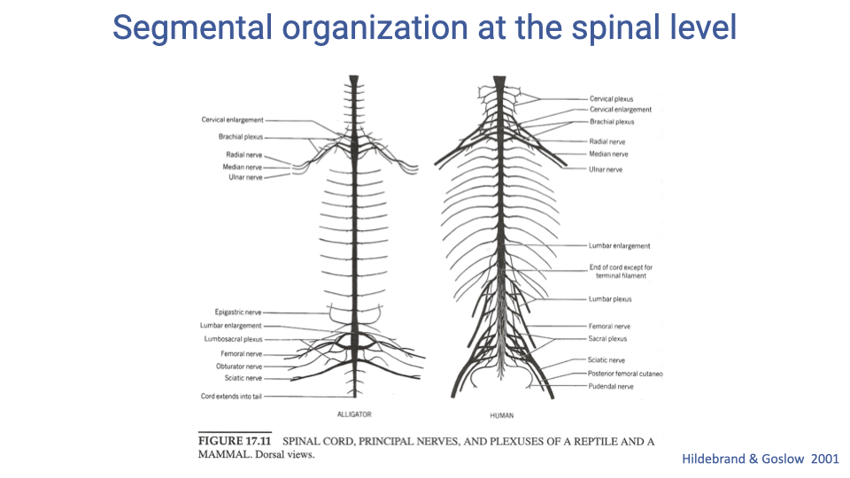 Slide titled "Segmental organization at the spinal level" showing dorsal-view anatomical diagrams of the spinal cord, principal nerves, and plexuses in an alligator (left) and a human (right). Both show similar segmental organization with cervical, brachial, lumbar enlargements and corresponding nerve plexuses branching to the limbs. Caption: "FIGURE 17.11 SPINAL CORD, PRINCIPAL NERVES, AND PLEXUSES OF A REPTILE AND A MAMMAL. Dorsal views." Citation: Hildebrand & Goslow 2001.