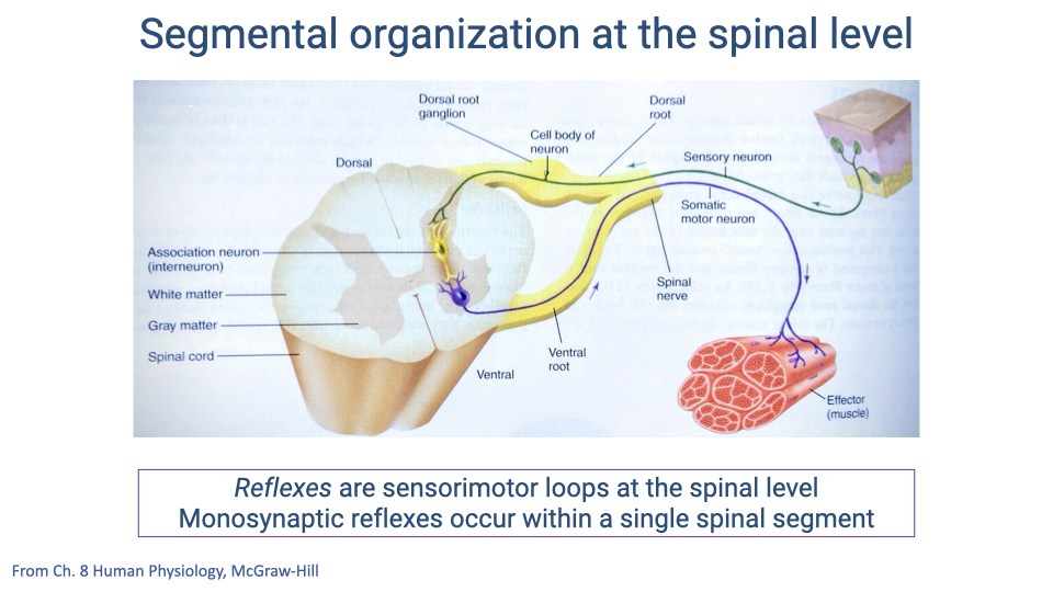 Slide titled "Segmental organization at the spinal level." Left shows a 3D cross-section of the spinal cord with labeled dorsal root ganglion, dorsal root, cell body of neuron, association neuron (interneuron), white matter, gray matter, spinal cord, and ventral root. Right shows a simplified diagram: sensory neuron enters via the dorsal root, synapses in the spinal cord, and the somatic motor neuron exits via the ventral root to the effector (muscle). Text below states: "Reflexes are sensorimotor loops at the spinal level. Monosynaptic reflexes occur within a single spinal segment." Source: Ch. 8 Human Physiology, McGraw-Hill.