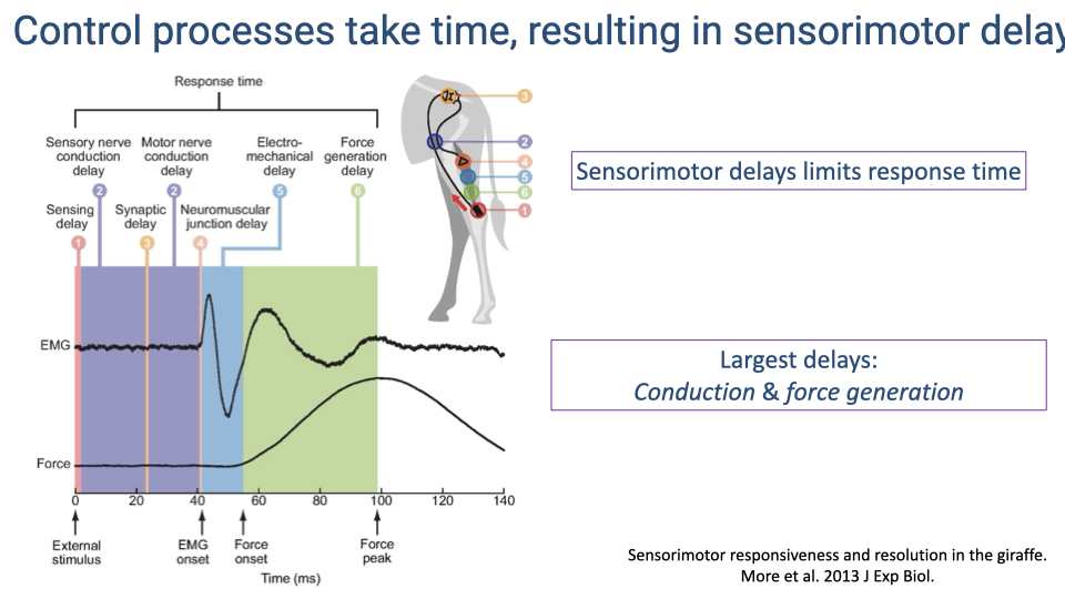 Slide titled "Control processes take time, resulting in sensorimotor delay." Left shows a timeline of delay components with color-coded zones: sensing delay (orange), sensory nerve conduction delay (blue), synaptic delay (purple), motor nerve conduction delay (blue), neuromuscular junction delay (green), electromechanical delay (yellow-green), and force generation delay (green). Total response time spans approximately 100 ms. Below the timeline are EMG and force traces showing the delay between stimulus onset and peak force. Right shows a giraffe diagram with numbered delay sources along the neural pathway. Text boxes state: "Sensorimotor delays limit response time" and "Largest delays: Conduction & force generation." Citation: More et al. 2013, J Exp Biol.