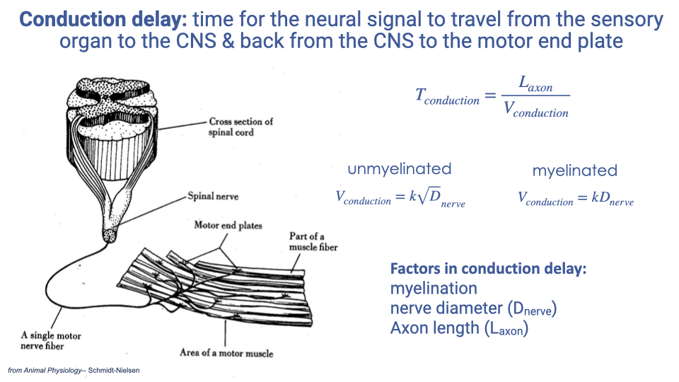 Slide defining conduction delay as the time for the neural signal to travel from the sensory organ to the CNS and back to the motor end plate. Left shows an anatomical diagram of the spinal cord, spinal nerve, motor end plates, and motor nerve fibers. Right shows the equation T_conduction = L_axon / V_conduction. For unmyelinated fibers: V_conduction = k√D_nerve. For myelinated fibers: V_conduction = kD_nerve. Factors in conduction delay: myelination, nerve diameter (D_nerve), and axon length (L_axon).