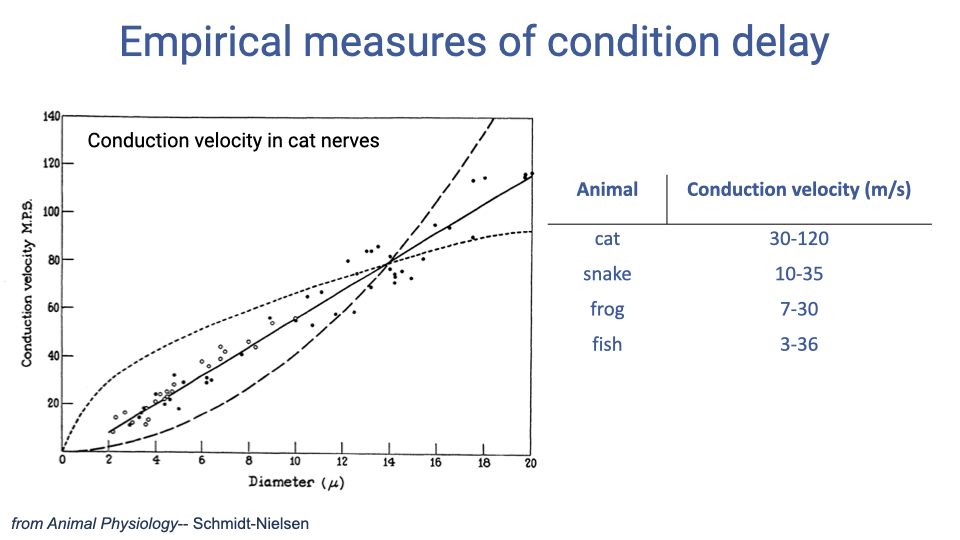 Slide titled "Empirical measures of condition delay" (conduction delay). Left shows a graph of conduction velocity (m/s) vs. nerve fiber diameter (μ) in cat nerves, with data points and fit lines showing an approximately linear relationship for myelinated fibers. Right shows a table of conduction velocity ranges across species: cat 30–120 m/s, snake 10–35 m/s, frog 7–30 m/s, fish 3–36 m/s. Source: from Animal Physiology, Schmidt-Nielsen.