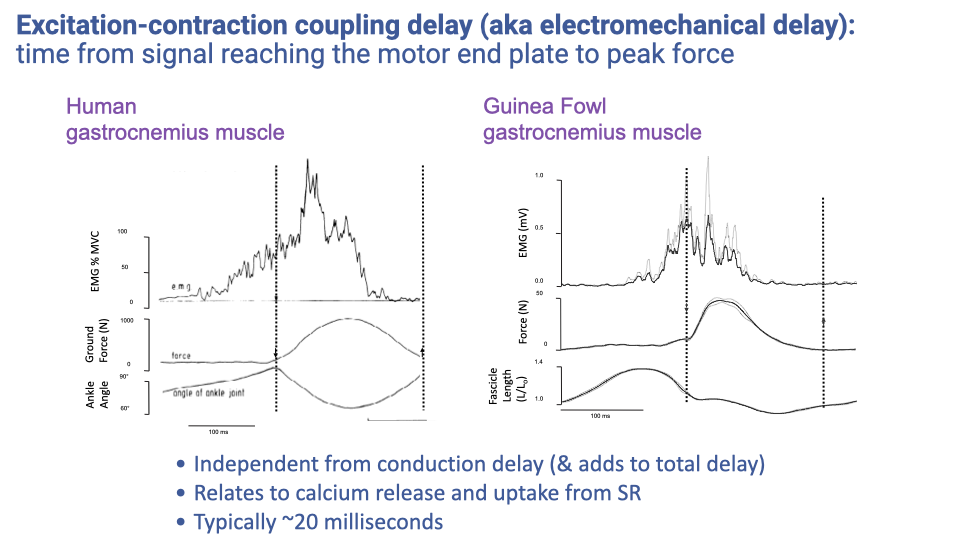 Slide titled "Excitation-contraction coupling delay (aka electromechanical delay): time from signal reaching the motor end plate to peak force." Left panel shows data from a human gastrocnemius muscle during hopping: EMG (% MVC), ground force (N), and ankle angle, with dashed lines showing the delay between peak EMG and peak force. Right panel shows equivalent data from a guinea fowl gastrocnemius: EMG (mV), force (N), and fascicle length (L/L₀), again demonstrating a delay between activation onset and force development. Bullet points: independent from conduction delay and adds to total delay; relates to calcium release and uptake from the sarcoplasmic reticulum; typically ~20 milliseconds.