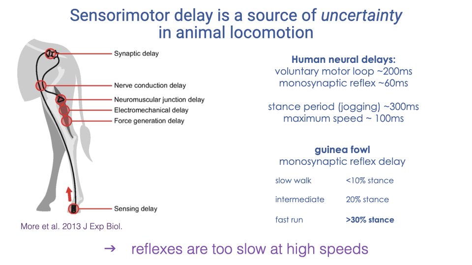 Slide titled "Sensorimotor delay is a source of uncertainty in animal locomotion." Left shows a giraffe leg diagram with labeled delay sources along the reflex pathway: synaptic delay, nerve conduction delay, neuromuscular junction delay, electromechanical delay, force generation delay, and sensing delay. Right side lists human neural delays: voluntary motor loop ~200 ms, monosynaptic reflex ~60 ms; human stance period: jogging ~300 ms, maximum speed ~100 ms. Below: guinea fowl monosynaptic reflex delay as percentage of stance duration — slow walk <10%, intermediate 20%, fast run >30%. Conclusion: "reflexes are too slow at high speeds."