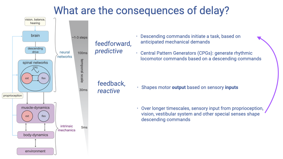 Same hierarchical control diagram as Slide 5, now with additional annotations on the right. Feedforward/predictive level: descending commands initiate a task based on anticipated mechanical demands; central pattern generators (CPGs) generate rhythmic locomotor commands based on descending commands. Feedback/reactive level: shapes motor output based on sensory inputs. A curved arrow indicates that over longer timescales, sensory input from proprioception, vision, vestibular system, and other special senses feeds back up to shape descending commands.