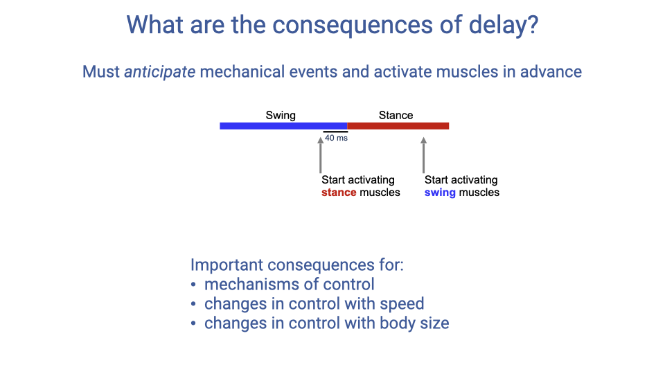 Slide titled "What are the consequences of delay?" with subtitle "Must anticipate mechanical events and activate muscles in advance." A timeline bar shows swing phase (blue) transitioning to stance phase (red). An arrow labeled "40 ms" points to the moment stance muscles begin activating — well before the actual swing-to-stance transition. Similarly, swing muscles begin activating before the stance-to-swing transition. Below: "Important consequences for: mechanisms of control, changes in control with speed, changes in control with body size."