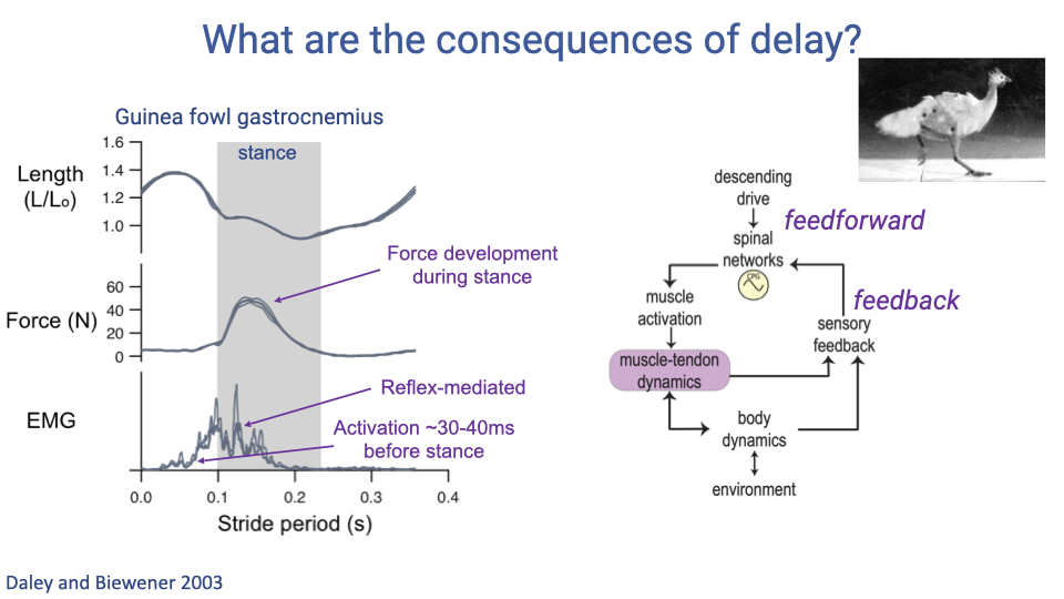 Slide titled "What are the consequences of delay?" showing guinea fowl gastrocnemius data from Daley and Biewener 2003. Left panel shows three traces during a stride: fascicle length (L/L₀, starting at ~1.4, stretching then shortening during stance), force (N, peaking at ~60 N during stance), and EMG. The shaded stance phase is marked. Annotations highlight: "Activation ~30–40 ms before stance" (feedforward component), "Reflex-mediated" burst after foot contact (feedback component), and "Force development during stance." Right shows a schematic of the control loop: descending drive → spinal networks → muscle activation → muscle-tendon dynamics → body dynamics → environment, with feedforward and feedback pathways labeled. A photo of a guinea fowl is shown.