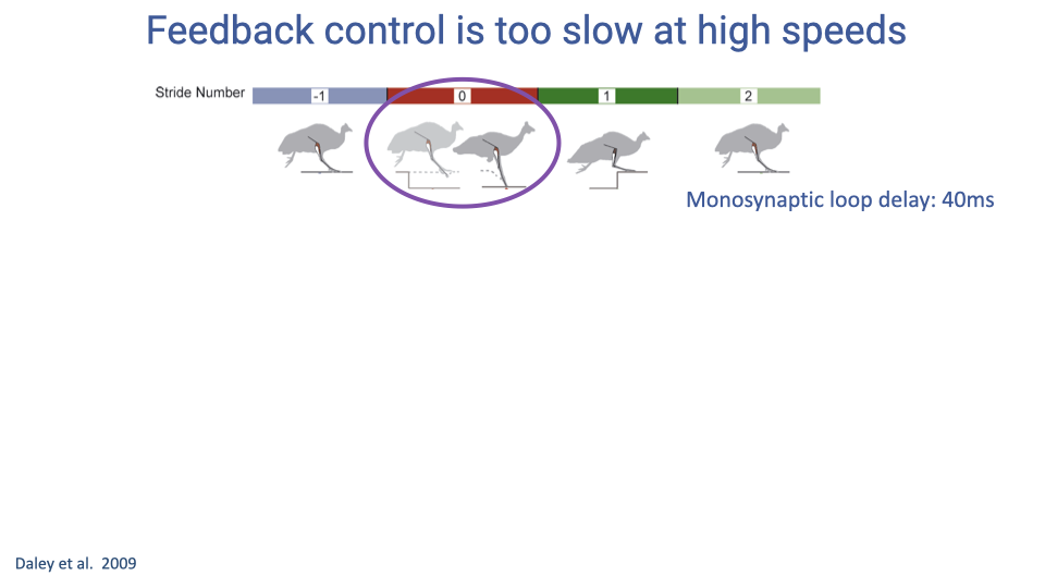 Slide titled "Feedback control is too slow at high speeds." Shows a sequence of guinea fowl silhouettes running across stride numbers -1, 0 (circled, the perturbation stride), 1, and 2, with colored bars representing swing and stance phases for each stride. The monosynaptic loop delay of 40 ms is noted. The perturbation stride (0) is circled to indicate where the bird encounters an unexpected drop in the substrate. Citation: Daley et al. 2009.
