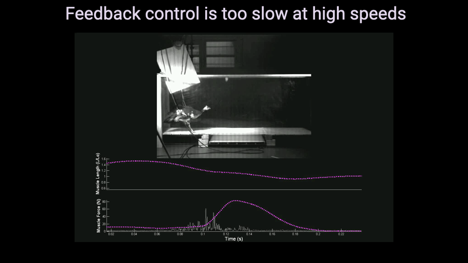 Video frame showing a guinea fowl running on a trackway in a dark laboratory with high-speed cameras and lighting. Below the running surface, muscle length (L/L₀) and force (N) traces are overlaid, showing the guinea fowl's gastrocnemius muscle response as it encounters a camouflaged pothole. The leg extends into the hole before the bird recovers. The dashed pink line shows typical (unperturbed) muscle traces for comparison.