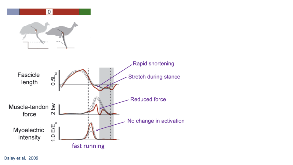 Slide showing guinea fowl perturbation data during fast running from Daley et al. 2009. Three panels show fascicle length, muscle-tendon force, and myoelectric intensity (EMG). Gray lines show control strides; the red line shows the perturbation stride. During the perturbation: rapid shortening followed by stretch during stance, reduced force, and no change in activation (EMG is unchanged from control). Annotations highlight these features.