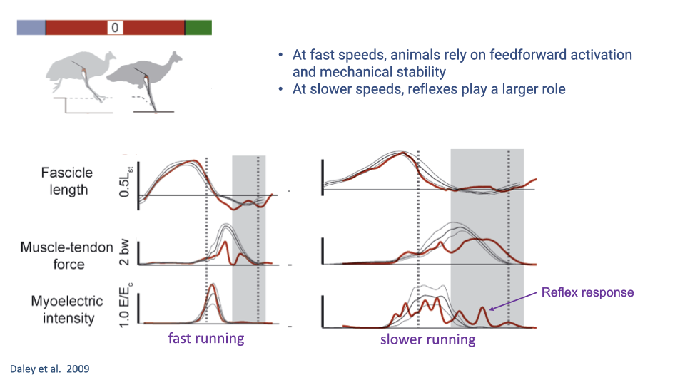 Slide comparing guinea fowl perturbation responses at fast running (left) and slower running (right) from Daley et al. 2009. Same three-panel format (fascicle length, force, EMG). At fast speeds: no EMG change during the perturbation stride. At slower speeds: a visible reflex response appears in the EMG during the perturbation stance phase, forces are maintained closer to control levels, and the perturbation has a smaller effect. Bullet points: at fast speeds, animals rely on feedforward activation and mechanical stability; at slower speeds, reflexes play a larger role.