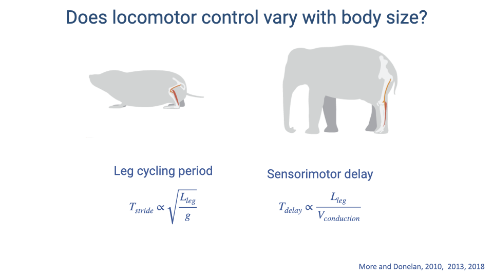 Slide titled "Does locomotor control vary with body size?" showing silhouettes of a shrew (left) and an elephant (right), each with the sciatic nerve highlighted in red/orange along the hindlimb. Below the shrew: leg cycling period equation T_stride ∝ √(L_leg / g). Below the elephant: sensorimotor delay equation T_delay ∝ L_leg / V_conduction. Citation: More and Donelan, 2010, 2013, 2018.