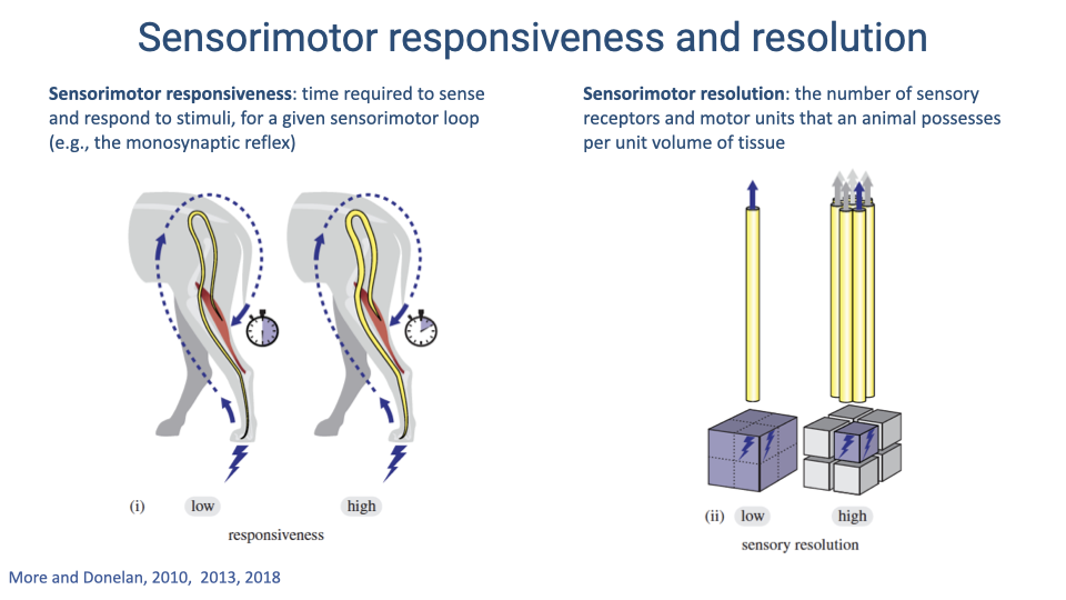 Slide titled "Sensorimotor responsiveness and resolution." Left defines sensorimotor responsiveness as the time required to sense and respond to stimuli for a given sensorimotor loop (e.g., the monosynaptic reflex), illustrated by two leg diagrams — one with a slow response (low responsiveness) and one with a fast response (high responsiveness), shown by clock icons and dashed reflex-arc arrows. Right defines sensorimotor resolution as the number of sensory receptors and motor units an animal possesses per unit volume of tissue, illustrated by nerve cross-sections with few (low resolution) versus many (high resolution) axons. Citation: More and Donelan, 2010, 2013, 2018.