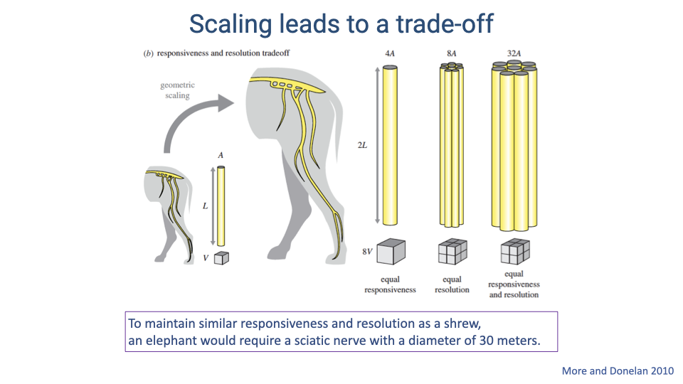 Slide titled "Scaling leads to a trade-off." Left shows a small animal limb with nerve cross-section (area A, length L, volume V) geometrically scaled up to a larger animal (2L). Right shows three scenarios for the scaled-up nerve: maintaining equal responsiveness requires nerve diameter 4A; maintaining equal resolution requires nerve volume 8V; maintaining both requires an enormous nerve (32A cross-section). Text box: "To maintain similar responsiveness and resolution as a shrew, an elephant would require a sciatic nerve with a diameter of 30 meters." Citation: More and Donelan 2010.