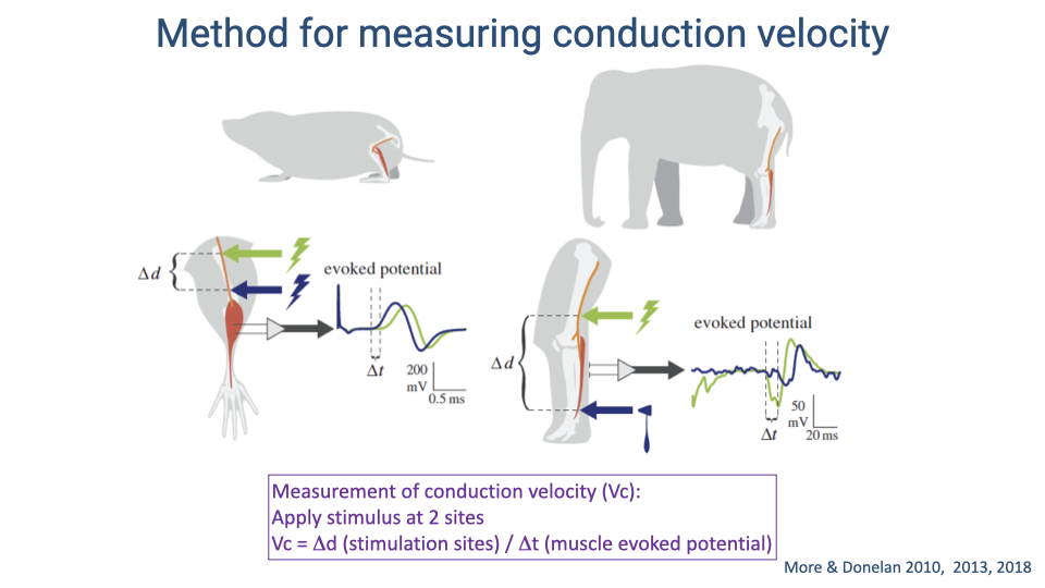 Slide titled "Method for measuring conduction velocity." Shows a shrew (left) and elephant (right) with nerve stimulation setups. For each, two stimulation sites along the sciatic nerve are marked (Δd apart). Lightning bolt symbols indicate electrical stimulation, and evoked potential recordings are shown from the muscle. The method: V_c = Δd (distance between stimulation sites) / Δt (time delay between muscle evoked potentials from the two sites). Citation: More & Donelan 2010, 2013, 2018.