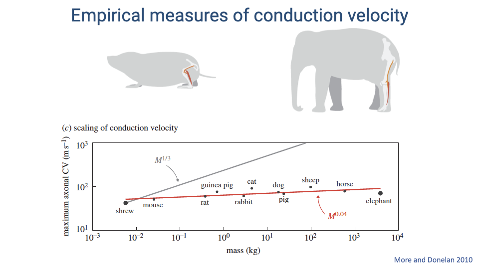 Log-log plot titled "Empirical measures of conduction velocity" showing maximum axonal conduction velocity (m/s) vs. body mass (kg) across species from shrew (~10⁻³ kg) to elephant (~10⁴ kg). Data points for shrew, mouse, rat, guinea pig, rabbit, cat, dog, pig, sheep, and horse cluster around 50–100 m/s regardless of body size. The actual scaling line (red) shows M^0.04 — nearly flat. A gray reference line shows M^(1/3), the scaling that would be needed to compensate for increased body size. Citation: More and Donelan 2010.