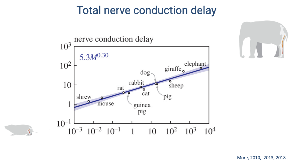 Log-log plot titled "Total nerve conduction delay" showing nerve conduction delay (ms) vs. body mass (kg). The regression line (blue with shaded confidence interval) follows the equation 5.3M^0.30. Data points from shrew through elephant show a clear increase in delay with body size: shrew ~0.5 ms, mouse ~1 ms, guinea pig ~2 ms, rat ~3 ms, rabbit and cat ~4 ms, dog ~8 ms, pig ~5 ms, sheep ~8 ms, giraffe ~30 ms, elephant ~80 ms. Citations: More, 2010, 2013, 2018.