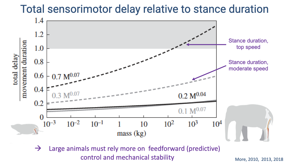 Graph titled "Total sensorimotor delay relative to stance duration" showing the ratio of total delay to movement duration (y-axis, 0–1.4) vs. body mass (kg, x-axis, log scale 10⁻³ to 10⁴). Multiple lines represent different movement durations. Two key reference lines are highlighted: stance duration at moderate speed (dashed line, ratio ~0.2–0.6 across body sizes) and stance duration at top speed (heavier dashed line, ratio increasing from ~0.4 in small animals to >1.0 in elephant-sized animals). A gray shaded region above ratio 1.0 indicates where the delay exceeds the entire stance phase. Silhouettes of a shrew and elephant are shown. Arrow conclusion: "Large animals must rely more on feedforward (predictive) control and mechanical stability." Citation: More, 2010, 2013, 2018.