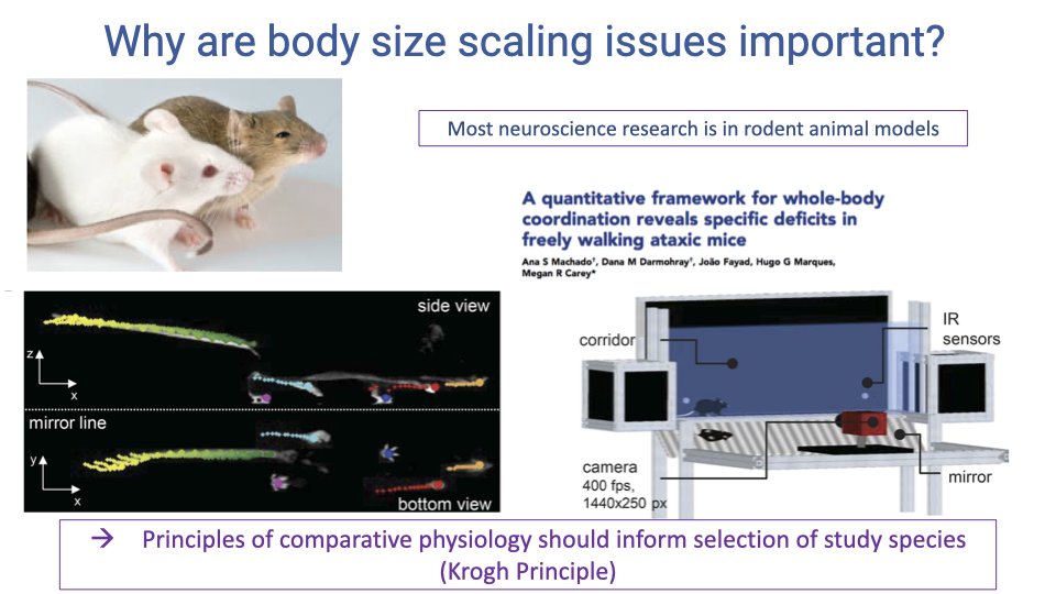 Slide titled "Why are body size scaling issues important?" showing photos of laboratory mice and a mouse locomotion analysis setup (side view and bottom view cameras at 400 fps). Right side shows a paper title: "A quantitative framework for whole-body coordination reveals specific deficits in freely walking ataxic mice." Bottom states: "Principles of comparative physiology should inform selection of study species (Krogh Principle)." An image shows color-coded body segments of mice during walking.