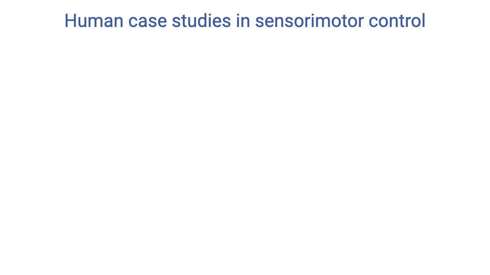 Title slide reading "Human case studies in sensorimotor control" — section header introducing the final portion of the lecture on human-specific applications.