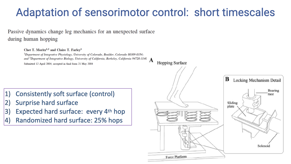 Slide titled "Adaptation of sensorimotor control: short timescales" referencing a paper by Moritz and Farley on passive dynamics during human hopping on unexpected surfaces. Left side describes four experimental conditions: (1) consistently soft surface (control), (2) surprise hard surface, (3) expected hard surface (every 4th hop), and (4) randomized hard surface (25% of hops). Right side shows the experimental setup: a person hopping on a surface with a locking mechanism that can switch between soft and hard conditions, with a force platform underneath.