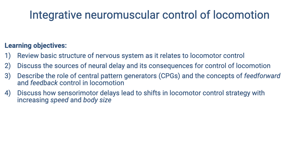Slide identical to Slide 2, showing the four learning objectives: (1) Review basic structure of nervous system as it relates to locomotor control; (2) Discuss the sources of neural delay and its consequences for control of locomotion; (3) Describe the role of central pattern generators (CPGs) and the concepts of feedforward and feedback control in locomotion; (4) Discuss how sensorimotor delays lead to shifts in locomotor control strategy with increasing speed and body size.