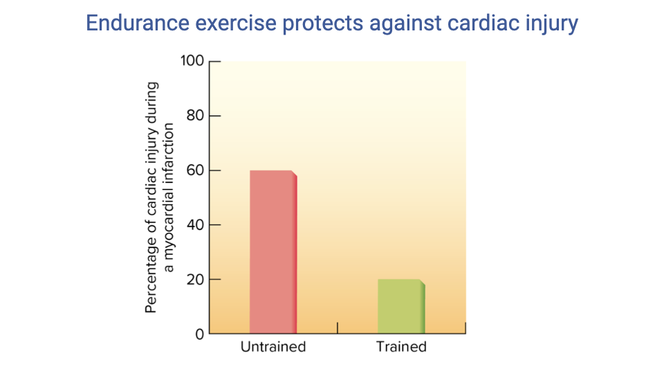 Bar chart titled "Endurance exercise protects against cardiac injury." Y-axis shows percentage of cardiac injury during a myocardial infarction (0–100%). Untrained individuals show approximately 60% cardiac injury. Trained individuals show approximately 20% cardiac injury.