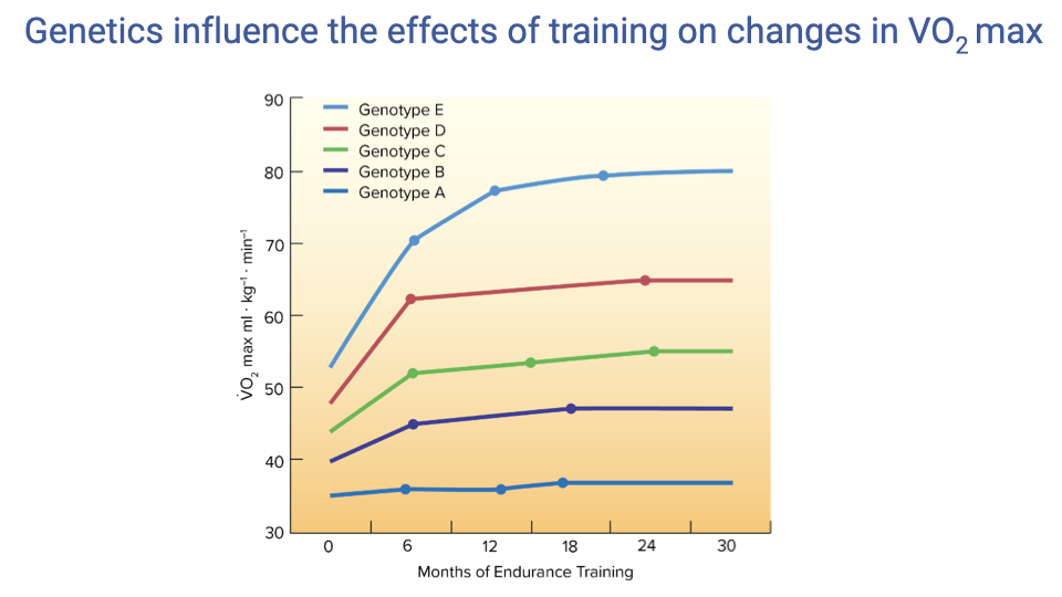 Graph titled "Genetics influence the effects of training on changes in VO₂ max." Y-axis: VO₂ max (mL·kg⁻¹·min⁻¹, range 30–90). X-axis: Months of Endurance Training (0–30). Five genotype groups (A through E) are shown. Genotype E (blue) starts at ~40 and rises steeply to ~80 by 6 months, then plateaus. Genotype D (red) starts at ~48 and rises to ~65. Genotype C (green) starts at ~45 and rises to ~55. Genotype B (purple) starts at ~40 and rises to ~48. Genotype A (dark blue) starts at ~35 and remains essentially flat at ~36 throughout 30 months of training.