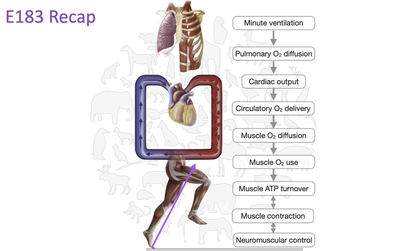 Diagram of a running human figure with the heart and torso highlighted, beside a vertical flowchart listing the integrated steps that determine exercise capacity: minute ventilation → pulmonary O₂ diffusion → cardiac output → circulatory O₂ delivery → muscle O₂ diffusion → muscle O₂ use → muscle ATP turnover → muscle contraction → neuromuscular control.