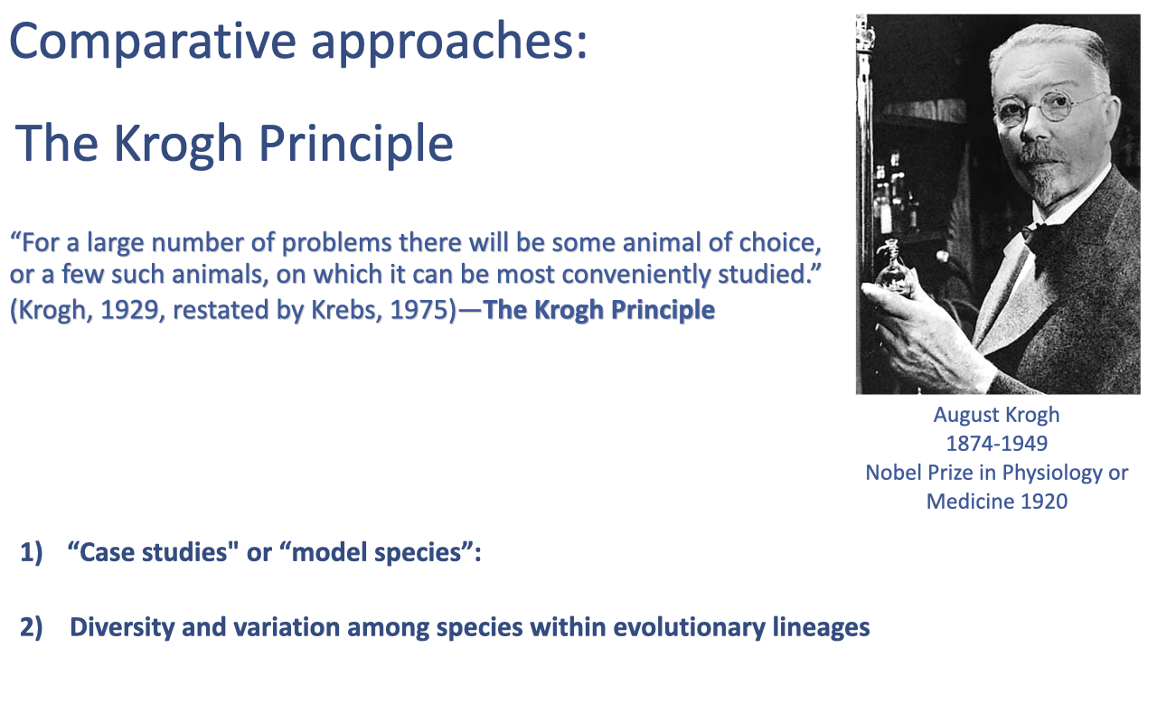 Slide titled "Comparative approaches: The Krogh Principle" with a portrait of August Krogh (1874–1949, Nobel Prize in Physiology or Medicine 1920). A quotation reads: "For a large number of problems there will be some animal of choice, or a few such animals, on which it can be most conveniently studied" (Krogh, 1929, restated by Krebs, 1975). Two approaches are listed: (1) "case studies" or "model species"; (2) diversity and variation among species within evolutionary lineages.