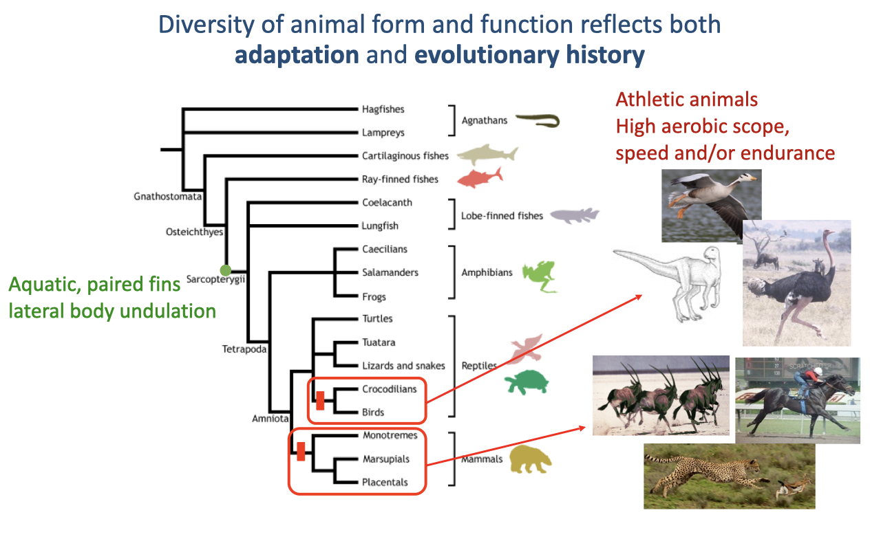 Phylogenetic tree of vertebrates from jawless fishes through tetrapods to mammals and birds, with photos of representative animals. Labels note that the vertebrate origin was aquatic with paired fins and lateral body undulation, and that athletic animals with high aerobic scope, speed, and/or endurance arose among two terrestrial groups — mammals and the archosaur lineage leading to dinosaurs and birds.