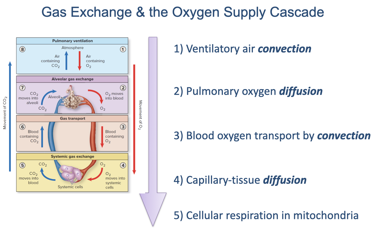 Diagram of the oxygen supply cascade with four stacked boxes — pulmonary ventilation, alveolar gas exchange, gas transport, and systemic gas exchange — and arrows showing O₂ moving inward and CO₂ moving outward. To the right, the five numbered steps are listed: (1) ventilatory air convection; (2) pulmonary oxygen diffusion; (3) blood oxygen transport by convection; (4) capillary-tissue diffusion; (5) cellular respiration in mitochondria.