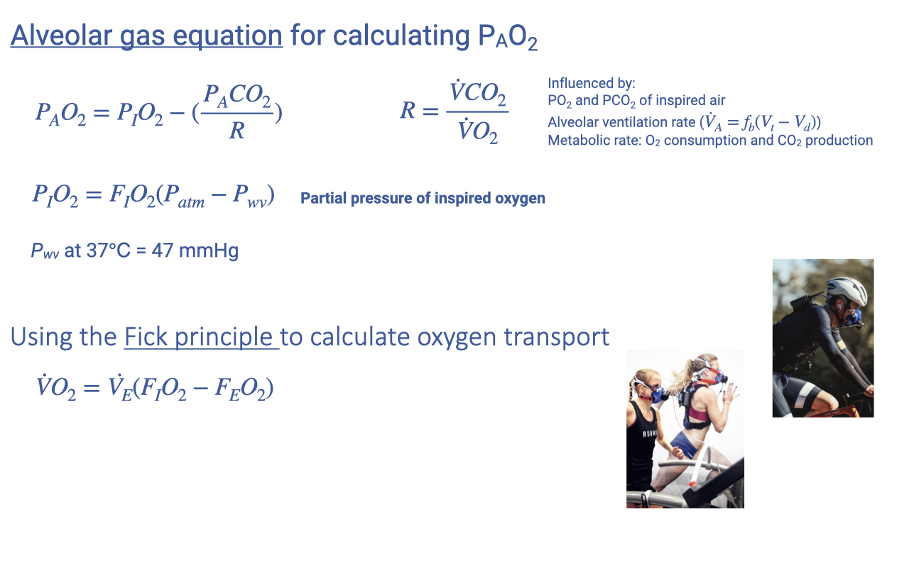Slide showing the alveolar gas equation $P_AO_2 = P_IO_2 - (P_ACO_2 / R)$ with the respiratory exchange ratio $R = \dot{V}CO_2 / \dot{V}O_2$, the inspired oxygen term $P_IO_2 = F_IO_2(P_{atm} - P_{wv})$ with water vapor pressure 47 mmHg at 37 °C, and the Fick principle for oxygen transport $\dot{V}O_2 = \dot{V}_E(F_IO_2 - F_EO_2)$. A note lists the factors influencing alveolar oxygen: inspired gas pressures, alveolar ventilation rate, and metabolic rate. Photos show athletes wearing metabolic measurement masks.