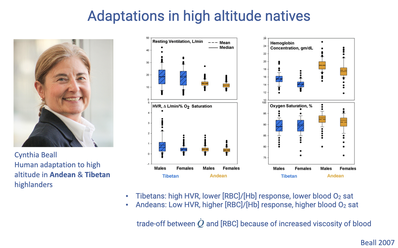 Slide titled "Adaptations in high altitude natives" with a portrait of Cynthia Beall (human adaptation to high altitude in Andean and Tibetan highlanders) and box-and-whisker plots comparing resting ventilation, hypoxic ventilatory response, hemoglobin concentration, and oxygen saturation between populations. Bullets state: Tibetans have high hypoxic ventilatory response, lower red blood cell count, and lower O₂ saturation; Andeans have low hypoxic ventilatory response, higher red blood cell count, and higher O₂ saturation. A note describes a trade-off between cardiac output and red blood cell count because of increased viscosity of blood. Source: Beall 2007.