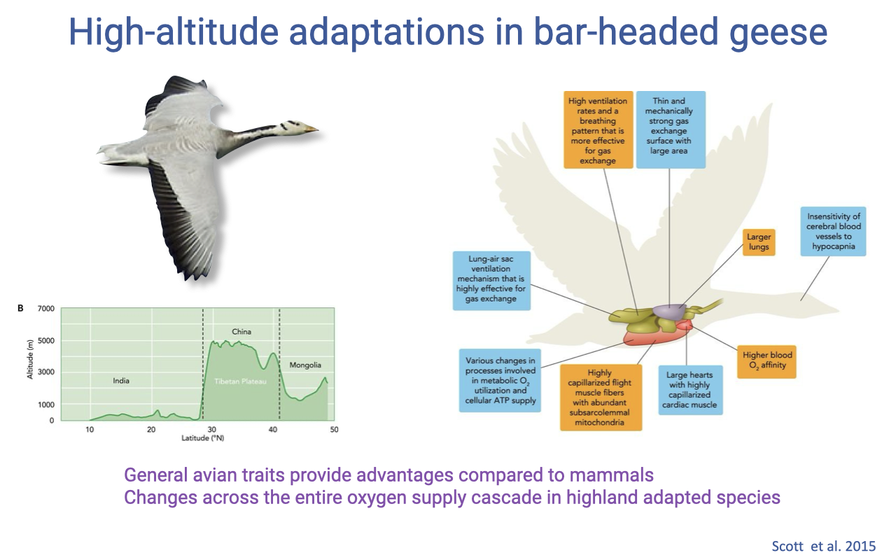 Slide titled "High-altitude adaptations in bar-headed geese" with a photo of a flying goose, a map profile showing the high Tibetan Plateau between India and Mongolia, and a labeled bird diagram listing traits: high ventilation rate and effective breathing pattern, thin gas-exchange surface with large area, larger lungs, insensitivity of cerebral blood vessels to hypocapnia, higher blood O₂ affinity, large hearts with highly capillarized cardiac muscle, highly capillarized flight muscle with abundant subsarcolemmal mitochondria, and a lung–air sac ventilation mechanism. Source: Scott et al. 2015.