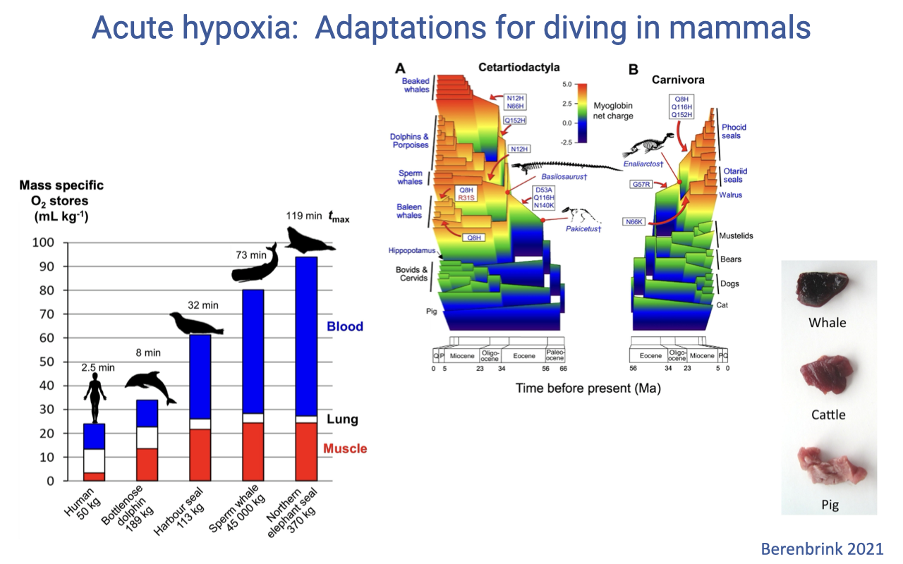 Slide titled "Acute hypoxia: Adaptations for diving in mammals" with a bar chart of mass-specific oxygen stores (mL O₂ per kg) partitioned among blood, lung, and muscle across species from small mammals to elite divers such as seals and whales, showing large increases in blood and muscle stores in divers. Adjacent panels trace the evolution of diving in cetartiodactyls and carnivores over time, with photos of a whale, cattle, and a pig. Source: Berenbrink 2021.