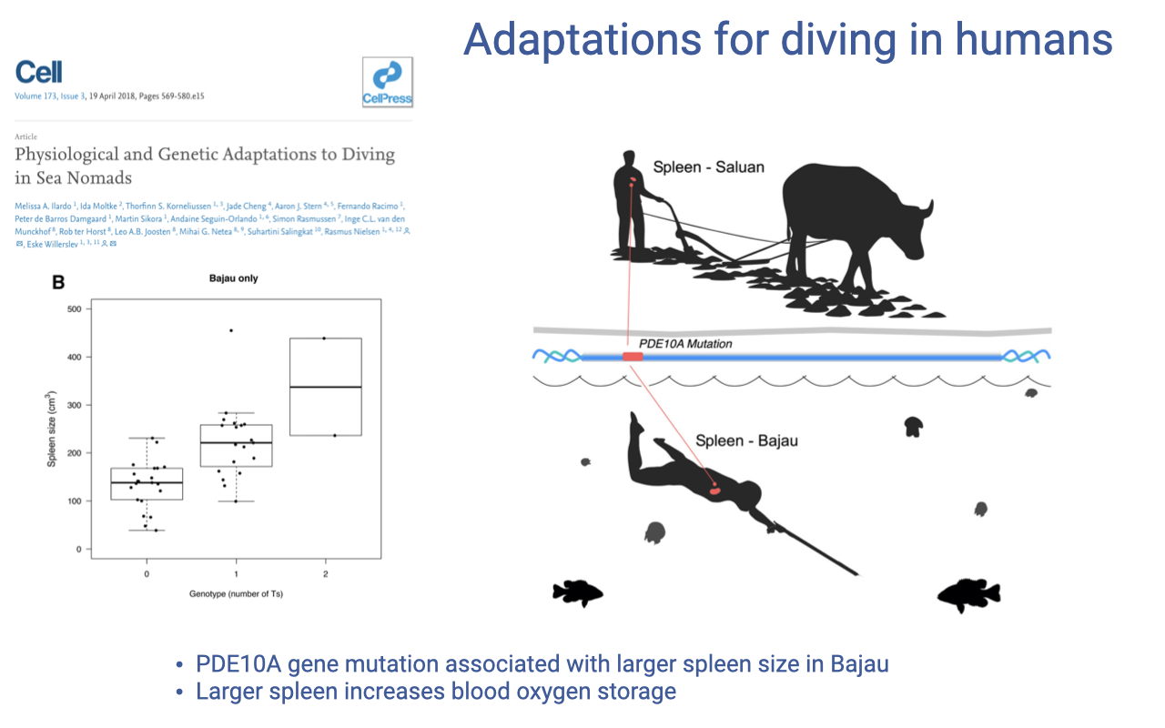 Slide titled "Adaptations for diving in humans" referencing a Cell paper, "Physiological and Genetic Adaptations to Diving in Sea Nomads." A schematic contrasts a non-diving Saluan and a diving Bajau, marking a PDE10A mutation, and a box plot shows spleen size increasing with the number of the associated genotype alleles. Bullets state that the PDE10A gene mutation is associated with larger spleen size in the Bajau, and that a larger spleen increases blood oxygen storage.