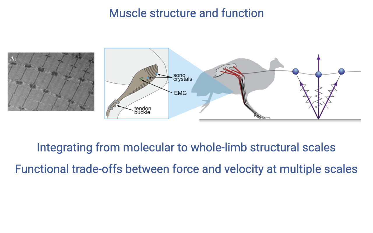 Slide titled "Muscle structure and function" with three images spanning scales: an electron micrograph of sarcomeres, a limb diagram showing sonomicrometry crystals, EMG electrodes, and a tendon buckle, and a running bird with limb force vectors. Text notes the integration from molecular to whole-limb structural scales and functional trade-offs between force and velocity at multiple scales.