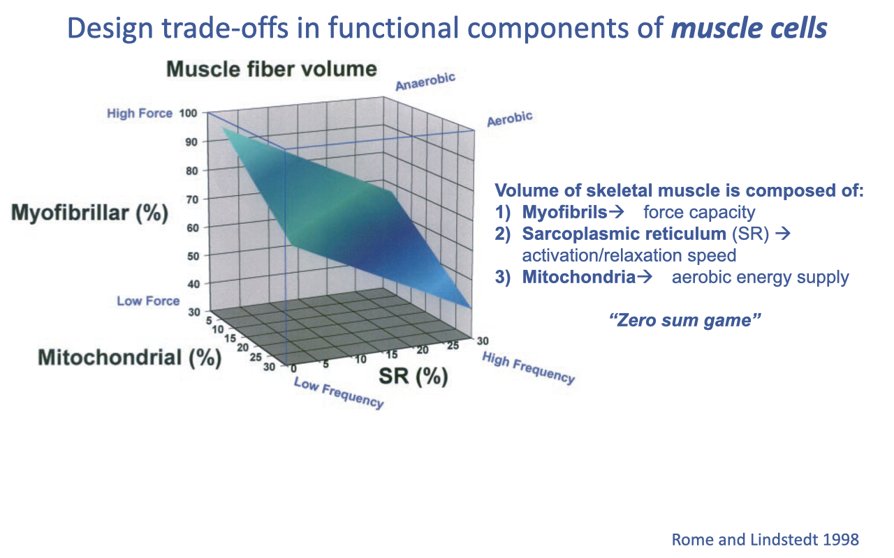 Slide titled "Design trade-offs in functional components of muscle cells" with a 3-D surface plot of muscle fiber volume showing axes for myofibrillar percent, mitochondrial percent, and sarcoplasmic reticulum (SR) percent, with corners labeled high force/low force and aerobic/anaerobic. Text states that skeletal muscle volume is composed of myofibrils (force capacity), sarcoplasmic reticulum (activation/relaxation speed), and mitochondria (aerobic energy supply), described as a "zero-sum game." Source: Rome and Lindstedt 1998.