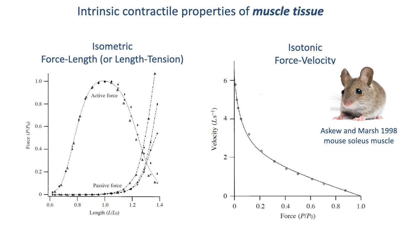 Slide titled "Intrinsic contractile properties of muscle tissue" with two graphs. Left: an isometric force-length (length-tension) curve showing active force peaking near optimal length (L/L₀ ≈ 1.0) and falling off at shorter and longer lengths, plus a rising passive force curve. Right: an isotonic force-velocity curve (mouse soleus, Askew and Marsh 1998) showing velocity declining hyperbolically as force increases.
